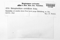 Stictophacidium carniolicum image